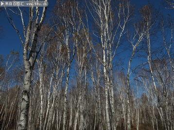 白桦林资料