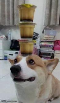 狗翻白眼搞笑图片,笑料横生萌态十足